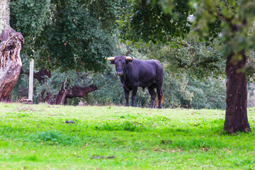 Wild bulls in the fields. Portuguese bullfighting. Portuguese bulls in the plains oof Ribatejo