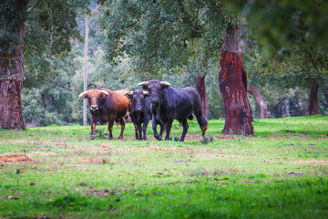 Wild bulls in the fields. Portuguese bullfighting. Portuguese bulls in the plains oof Ribatejo