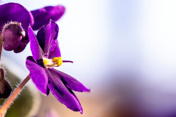 Closeup of African Violet flower. Detail of African Violet on light background. Free copy space.