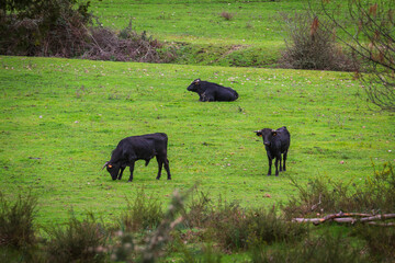 Wild bulls in the fields. Portuguese bullfighting. Portuguese bulls in the plains oof Ribatejo