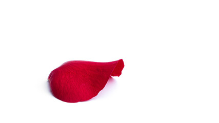 Red rose petal isolated on a white background.