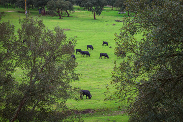 Bulls herd on the wild. Portuguese wild bulls in the plains fo Ribatejo