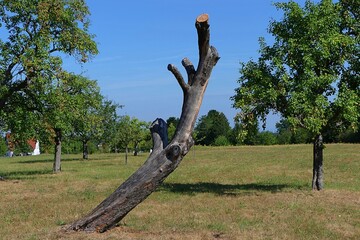 Ein gestutzter, schiefer Baumstamm - A trimmed, crooked tree trunk