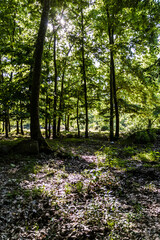 woodland natural environment with green pastures and plants with fir type of trees in summer season