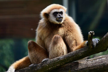 Ein Gibbon im Porträt - Portrait of a gibbon