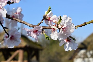 Weisse Blütenpracht im Frühling - White blossoms in spring