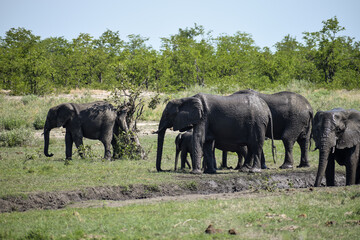 A group of elephants walking in Kruger National Park, South Africa.