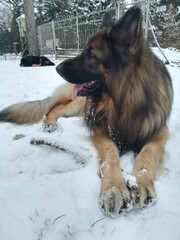 german shepherd dog