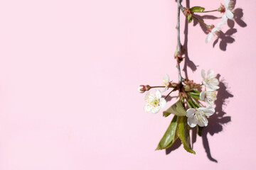 Fototapeta na wymiar a branch of cherry blossoms on a pink background with hard shadows from the sun. spring time, nature awakening
