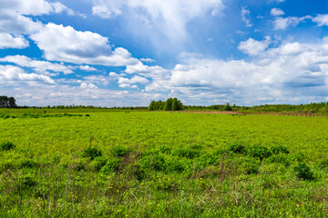 Obraz premium Summer landscape with white clouds and green grass.