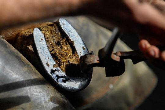 A farrier removing a horseshoe