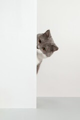 Grey cat peeps out of the corner, animal emotions, on a white background, pet concept. Copy space.