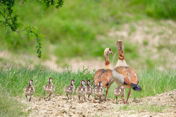 Egyptian Geese family in nature © fotorudi_101