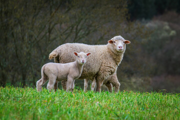 Naklejka na ściany i meble Sheeps in the green fields