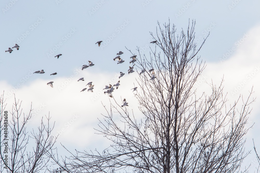 Sticker snow bunting (Plectrophenax nivalis) in winter