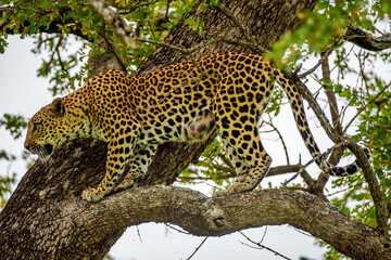 A leopard hiding on a tree in Kruger NP in South Africa.