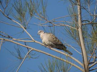 A ring-necked dove perched on a branch in the Anza- Borrego Desert State Park.