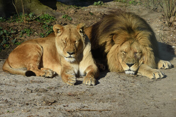 Zwei Berberlöwen beim schlafen - Two barber lions sleeping