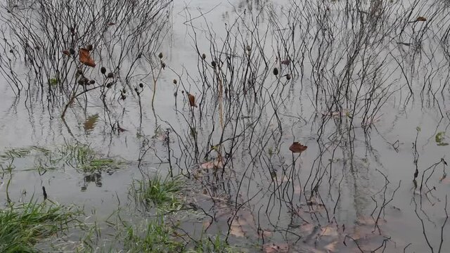 Dry plants (Japanese knotweed) in the water during the Loire flood
