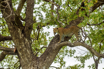 A leopard hiding on a tree in Kruger NP in South Africa.