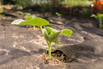 Cucumber sprout emerges from the ground. Agriculture.