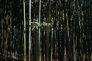 Obraz premium bamboo forest background