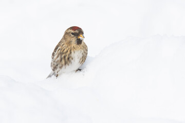 common redpoll or mealy redpoll (Acanthis flammea) in winter
