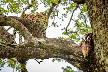 A leopard on a tree with a kill of impala in Kruger NP South Africa.