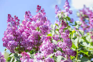 Spring blooming flowers of lilac on lilac bushes against the blue sky. Natural background with copy space, place for text outside.