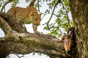 A leopard on a tree with a kill of impala in Kruger NP South Africa.