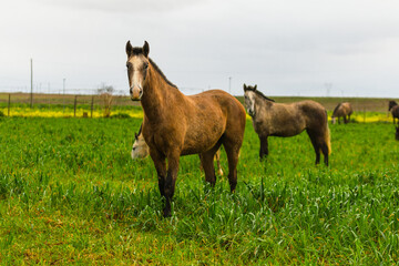 Horses on the pastures of Golegã, Portugal - the world´s capital city of the horse. Portuguese horses - lusitan 