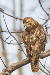 red-tailed hawk (Buteo jamaicensis) in winter