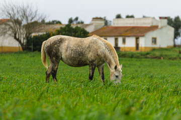 Horses on the pastures of Golegã, Portugal - the world´s capital city of the horse. Portuguese horses - lusitan 