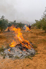 Burning of olive prunings after olive harvesting to make olive oil in Spain.