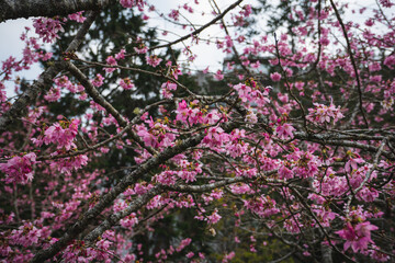 Cherry Blossoms in Alishan National Park, Taiwan!