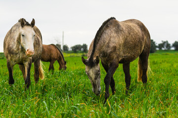 Fototapeta premium Horses on the pastures of Golegã, Portugal - the world´s capital city of the horse. Portuguese horses - lusitan 
