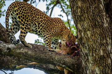 A leopard on a tree with a kill of impala in Kruger NP South Africa.