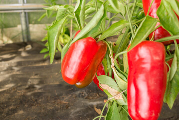 Red pepper ripens on the plant. Agriculture. Gardening.