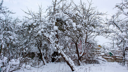 Suburbs of Grodno. Belarus. Winter landscape in the village. Trees under snow after heavy snowfall.