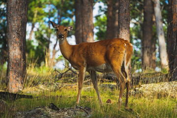 Deer in the forest surrounding Devil's Tower National Monument!
