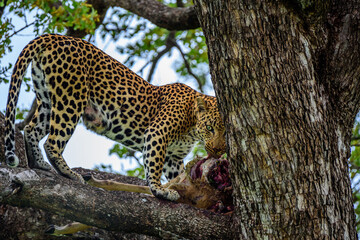A leopard on a tree with a kill of impala in Kruger NP South Africa.