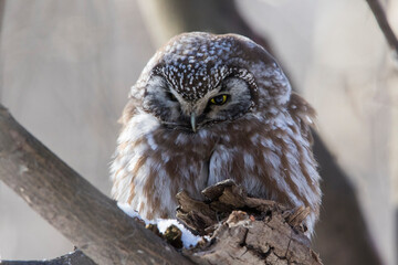  boreal owl or Tengmalm's owl (Aegolius funereus) in winter