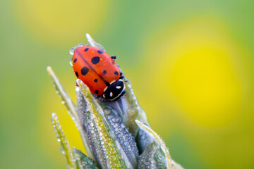 Ladybug Orange