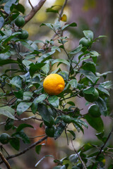 Citrus reticulata Blanco  mandarin orange