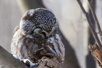  boreal owl or Tengmalm's owl (Aegolius funereus) in winter