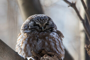  boreal owl or Tengmalm's owl (Aegolius funereus) in winter