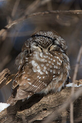  boreal owl or Tengmalm's owl (Aegolius funereus) in winter