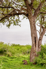 A leopard on a tree with a kill of impala in Kruger NP South Africa.