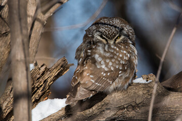  boreal owl or Tengmalm's owl (Aegolius funereus) in winter