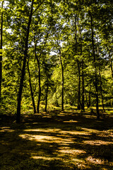 woodland natural environment with green pastures and plants with fir type of trees in summer season